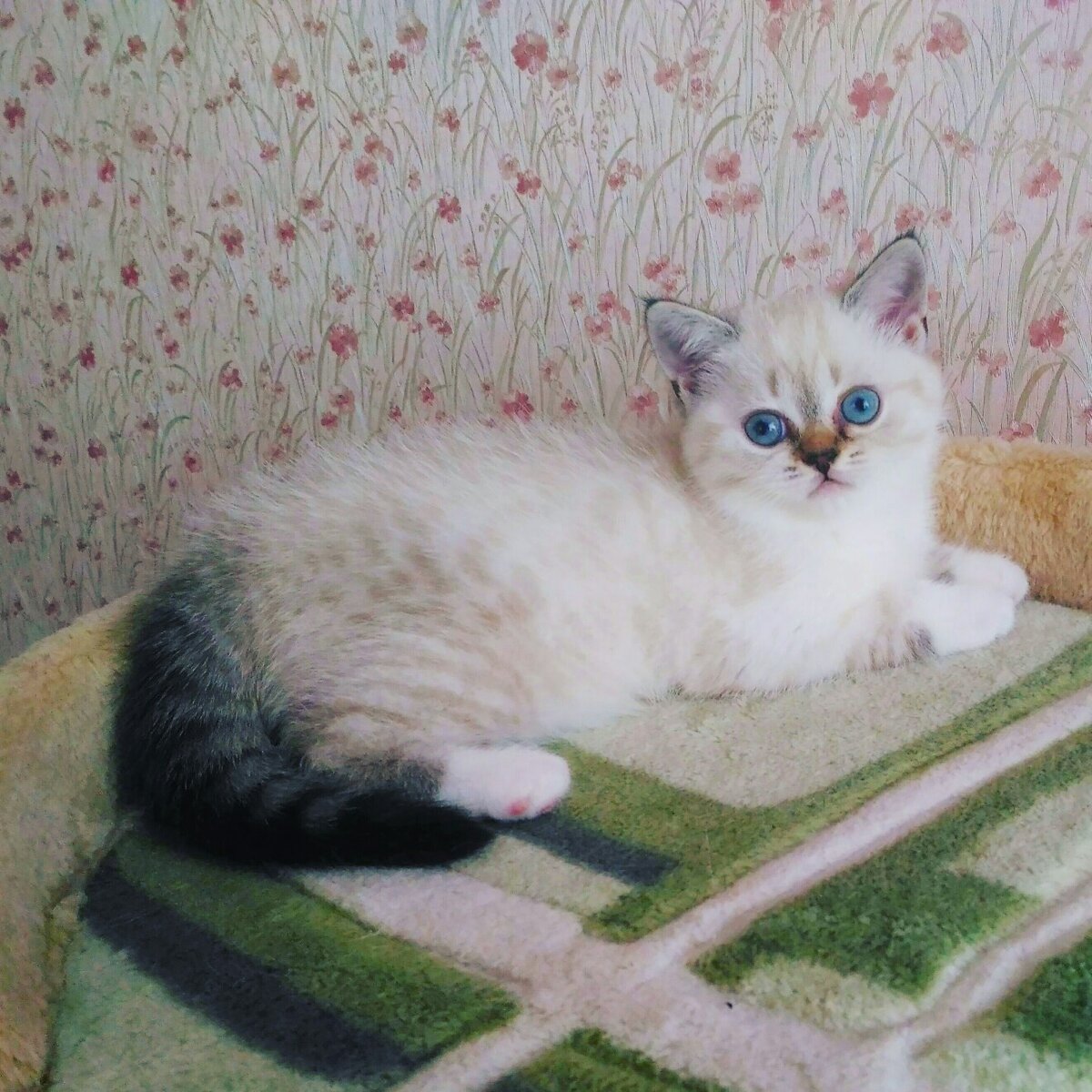 Выпускница питомника 2018 г. Amelia (сил линкс пойнт биколор)