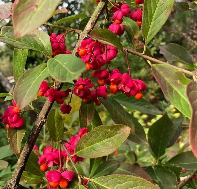 Источник фото https://www.instagram.com/p/CJWvZ_GnWqa/