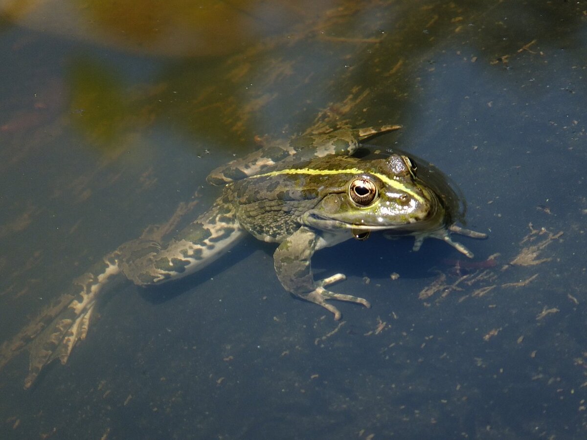 Озерная лягушка - Rana ridibunda Pall.