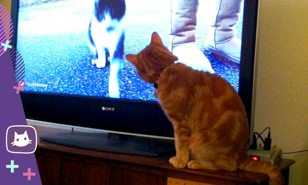 😺Что видят кошки, когда смотрят телевизор | Нос, хвост, лапы | Дзен