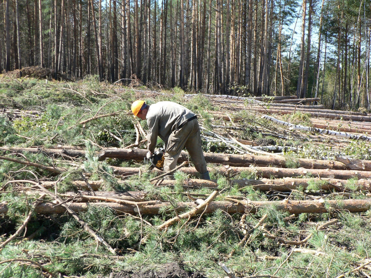 Категории рубок. Вырубка леса. Лесная деляна. Заготовка леса. Сплошная рубка леса.