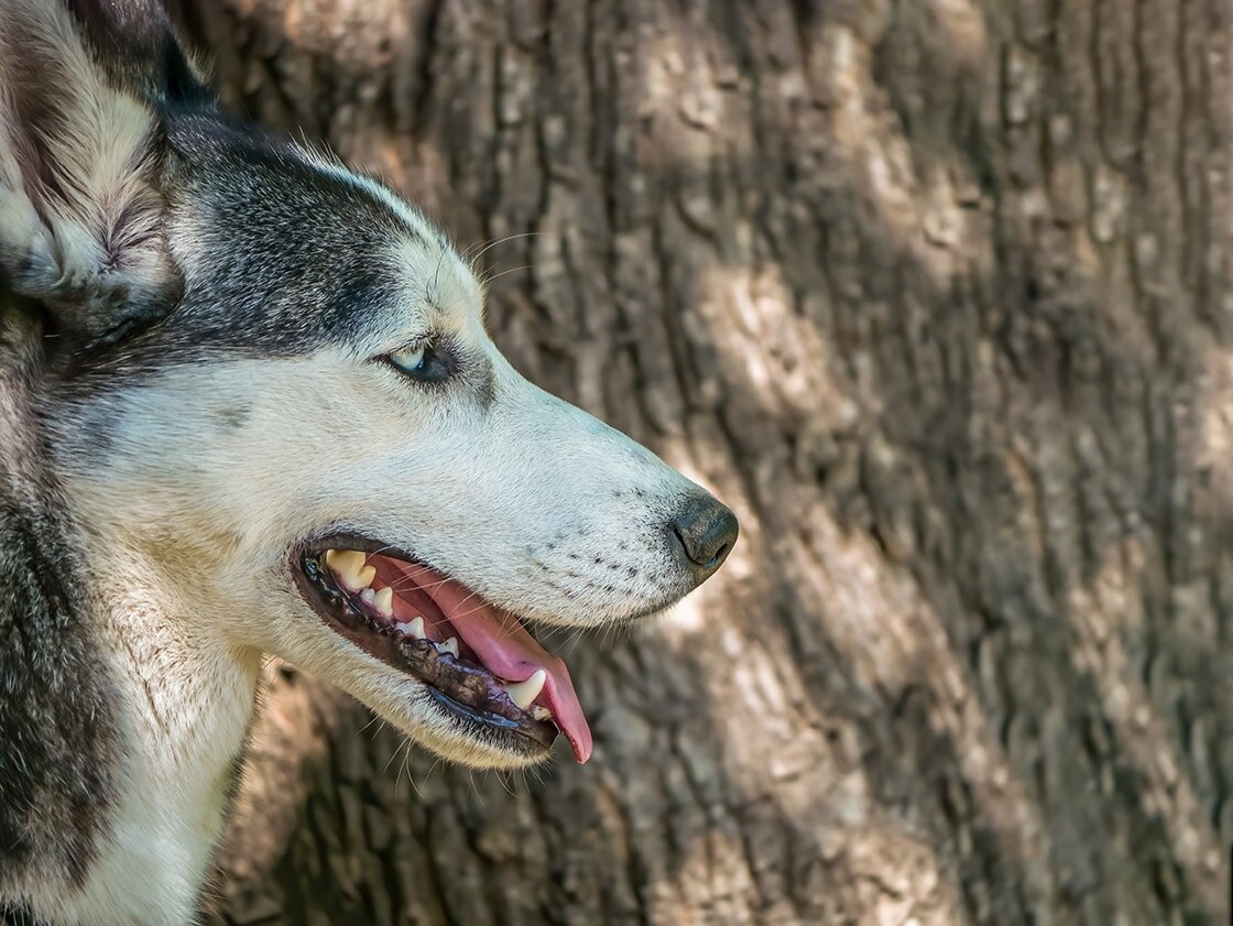 Собачья челюсть