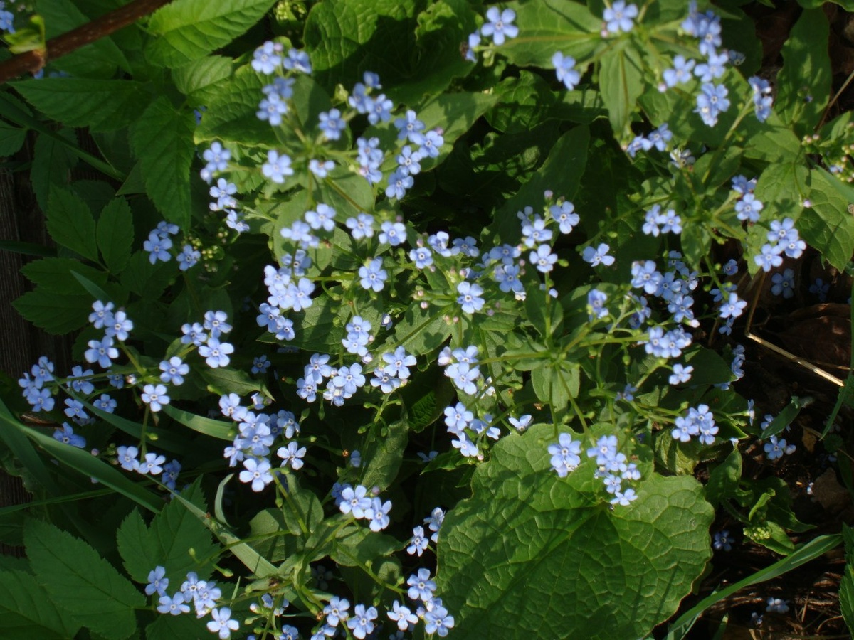 Вот он - загадочный цветок! Фото автора. 