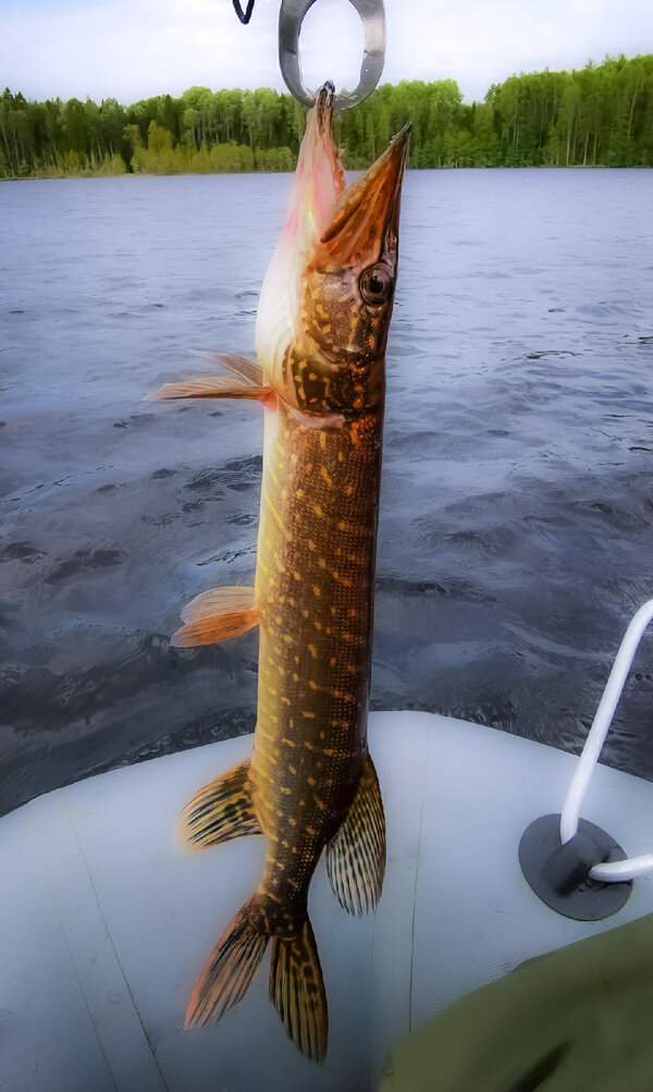 щучка из Сяксозера