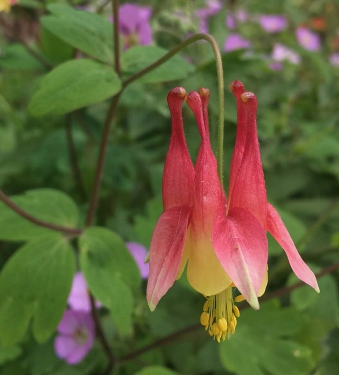 Цветок. Фото с сайта https://www.missouribotanicalgarden.org/PlantFinder/PlantFinderDetails.aspx?kempercode=b400 