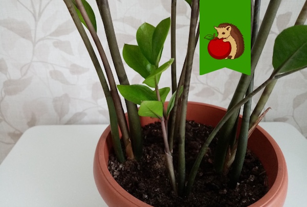 Что мешает замиокулькасу давать новые побеги: 5 факторов, из-за которых растение не будет пускать стрелы0