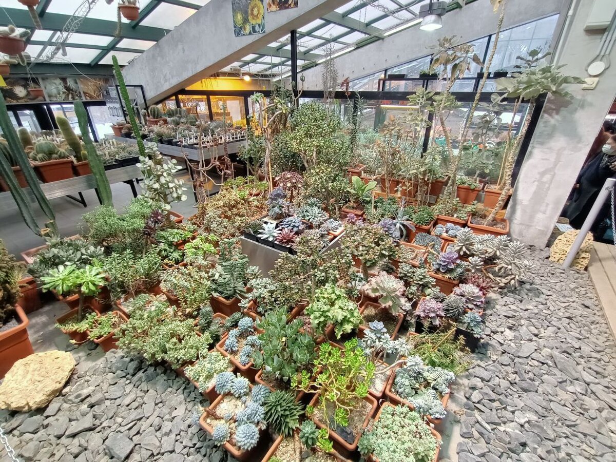 Множество суккулентов