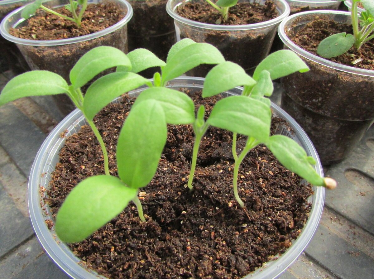 Сеянцы баклажан