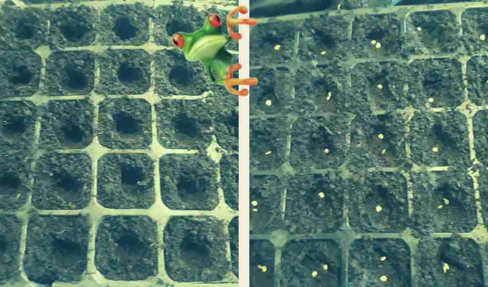 Посев семян в кассету