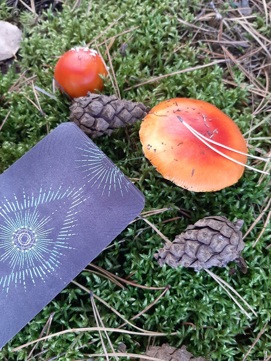 Рубашка колоды