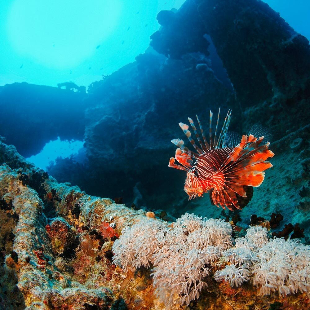 Источник: Google картинки 