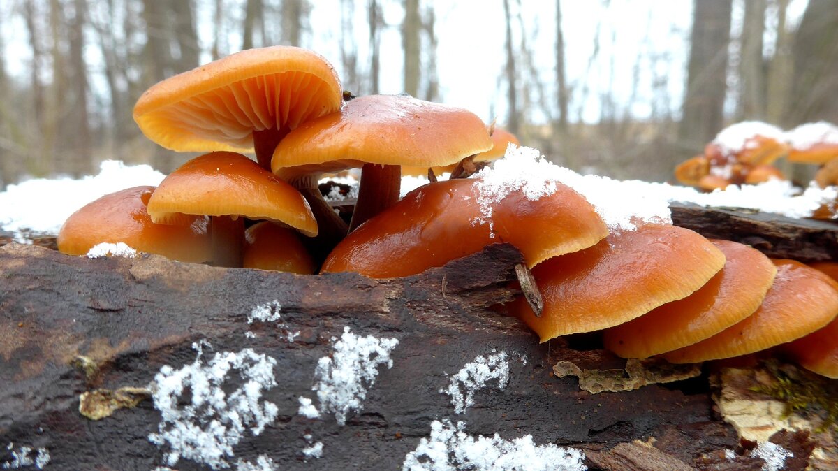 Flammulina velutipes. Опёнок зимний.