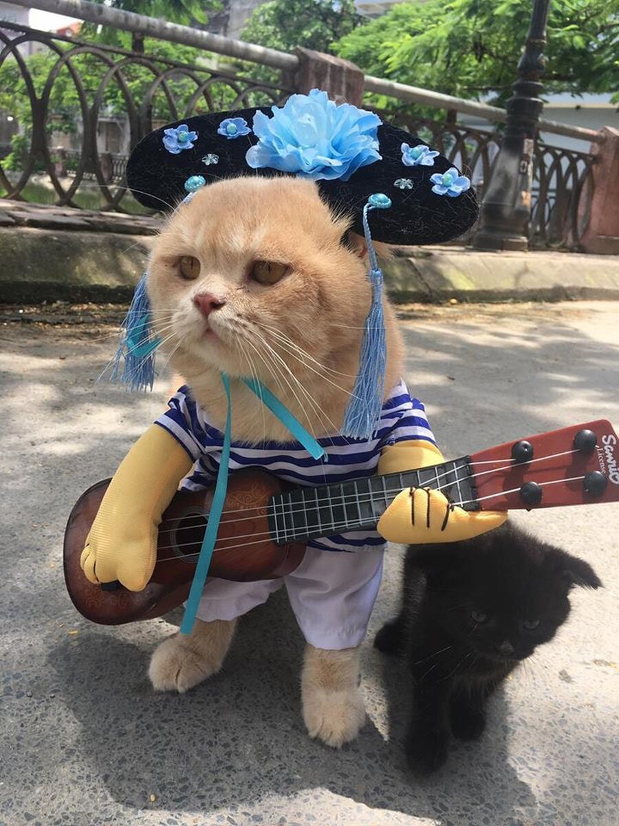 Кото бэнд.