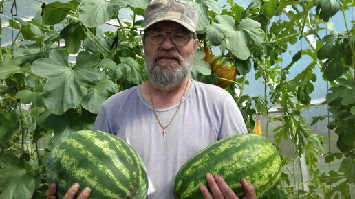Когда убирают арбузы в сибири. Грозный Арбуз. Арбуз Сибирский гигант уд. Как садить арбузы
