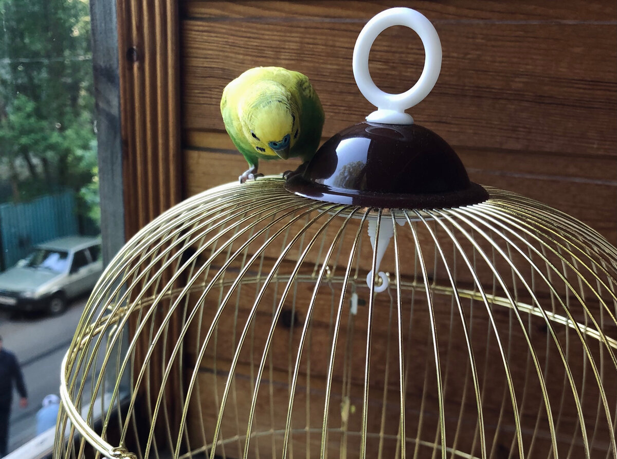 Тэри на клетке-переноске в день выезда. 