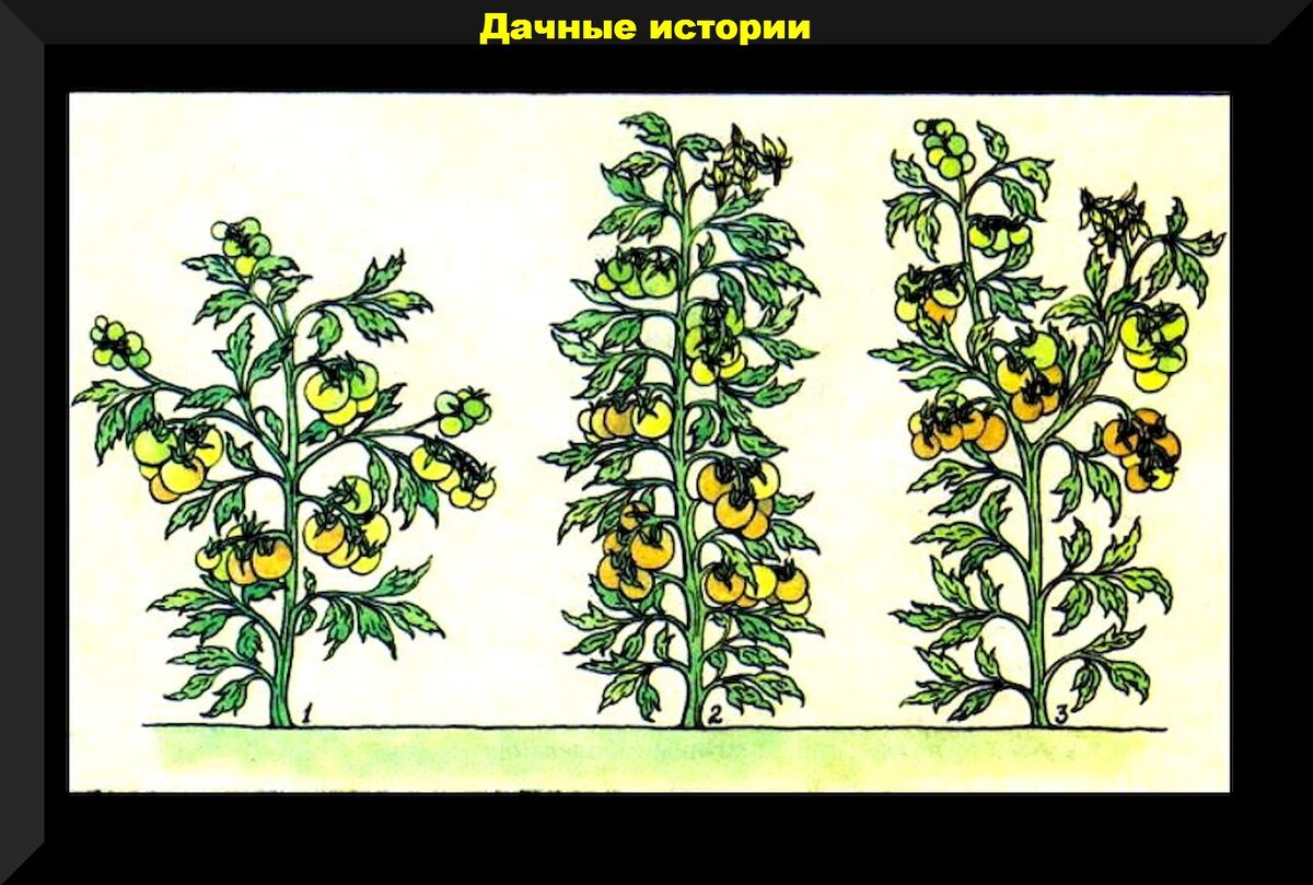 Два стебля. Формирование индетерминантных томатов в 2 стебля. Схема высадки томатов де Барао. Пасынкование томатов в 4 стебля. Пасынкование томата в открытом грунте в 2 стебля.