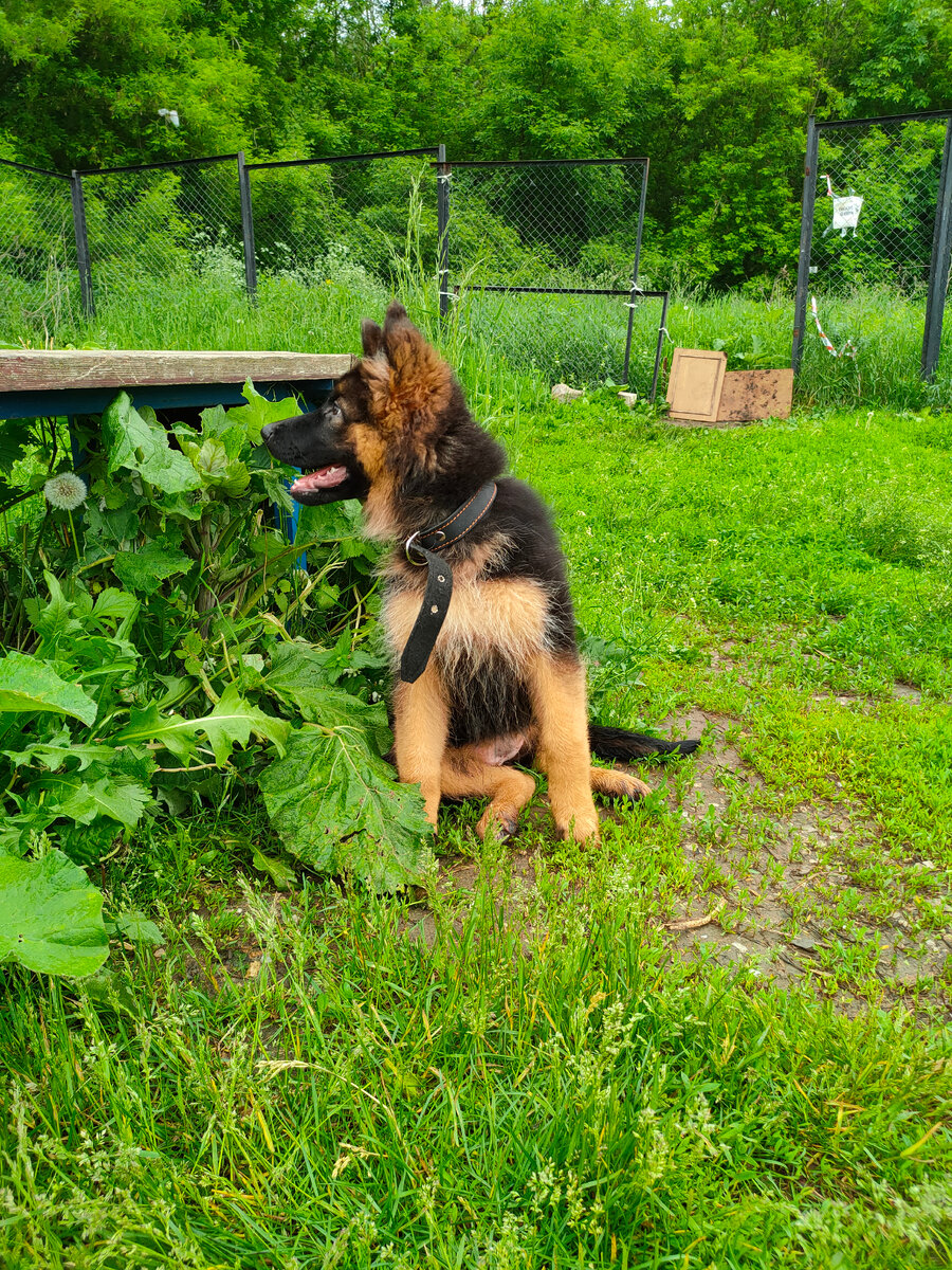 Иллиса на первой прогулке.