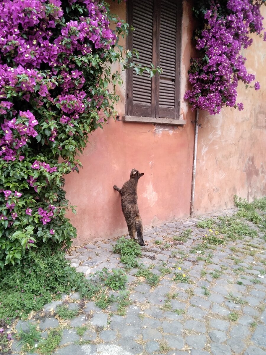 Рим и кот. Фото автора