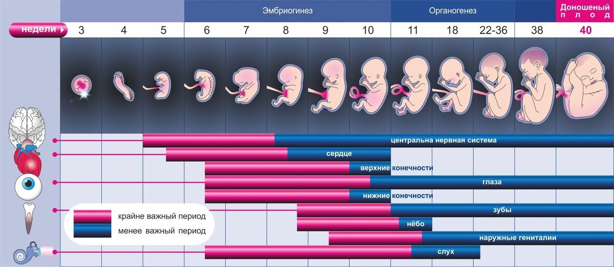Неделя беременности после эко