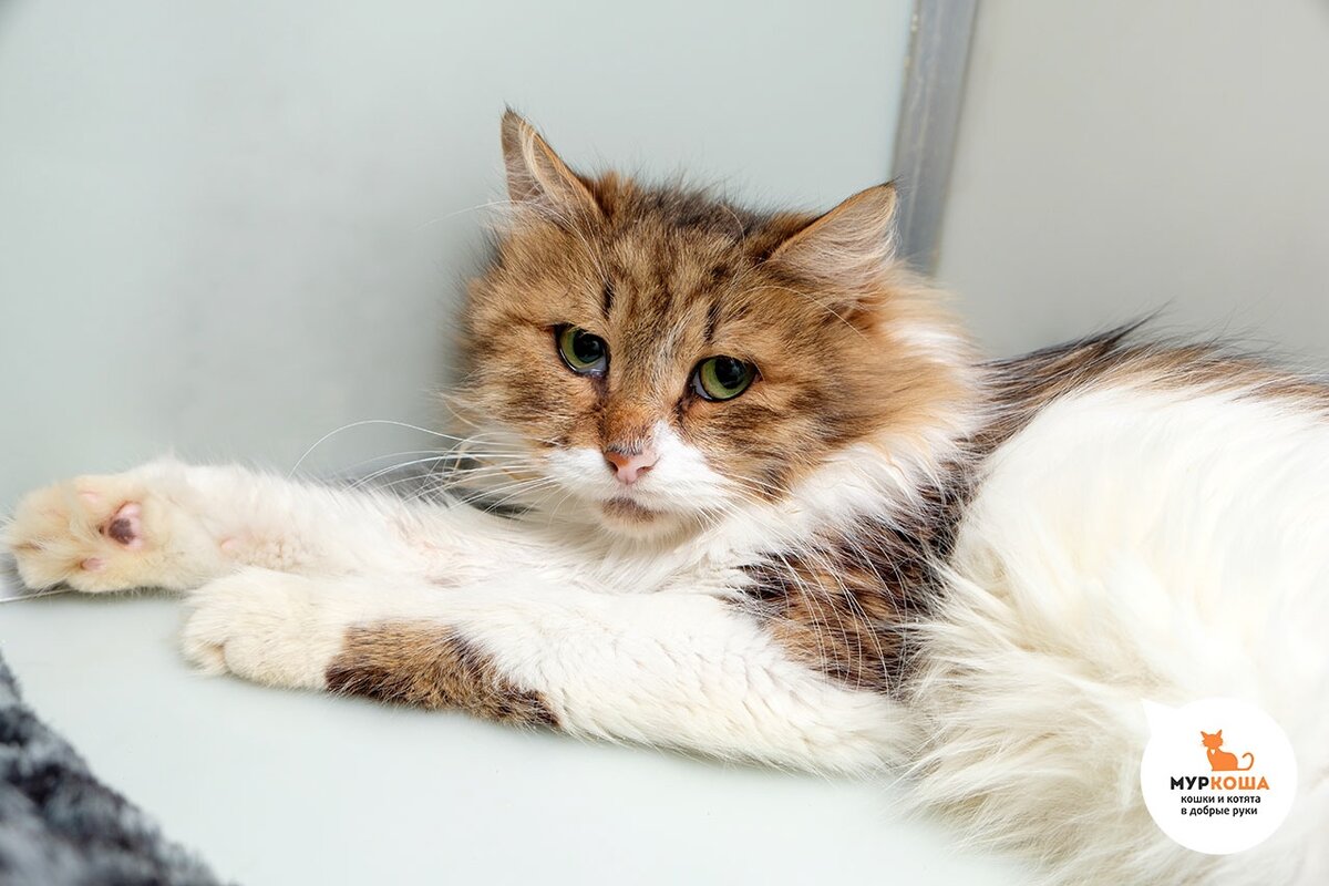 Ушанка научилась заново верить людям