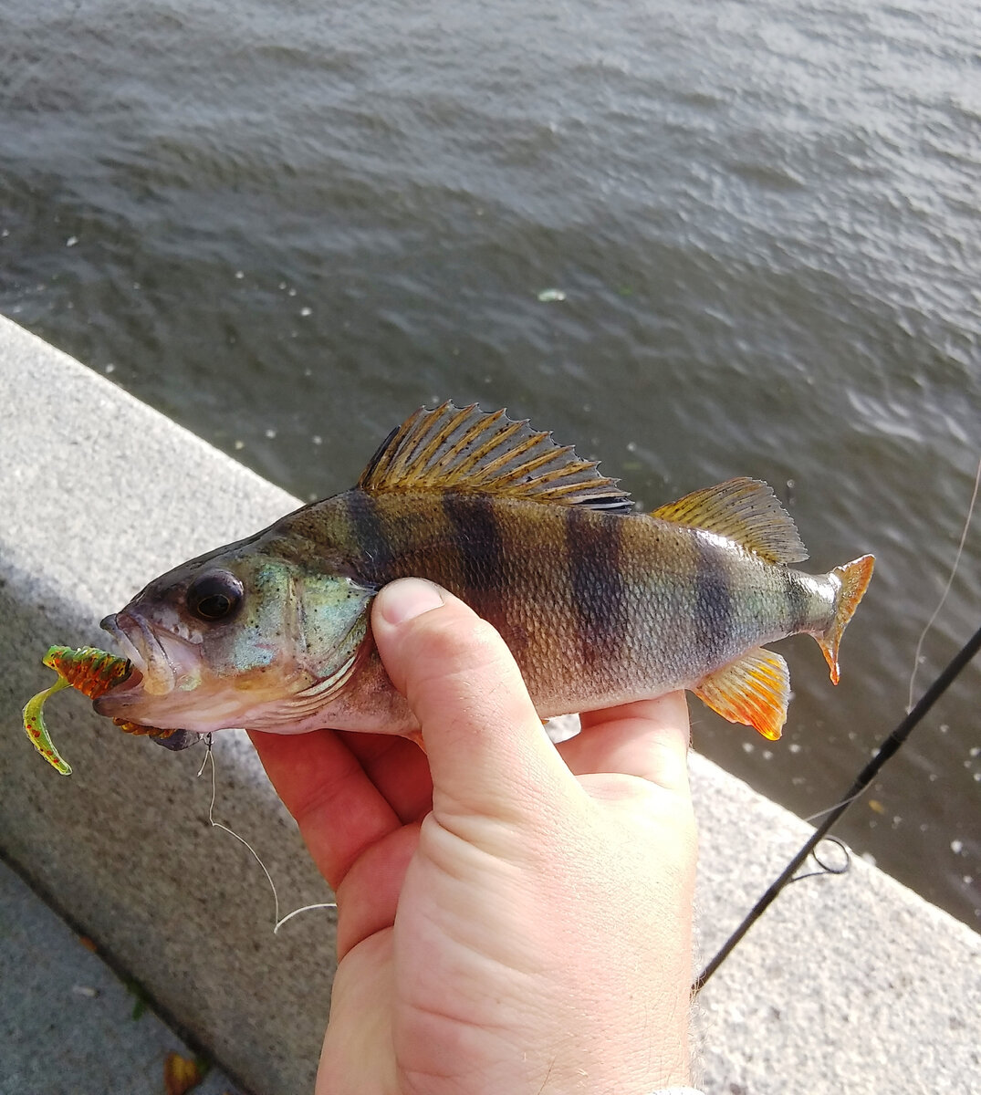 осень, окунь начинает ловиться на приманки 3"