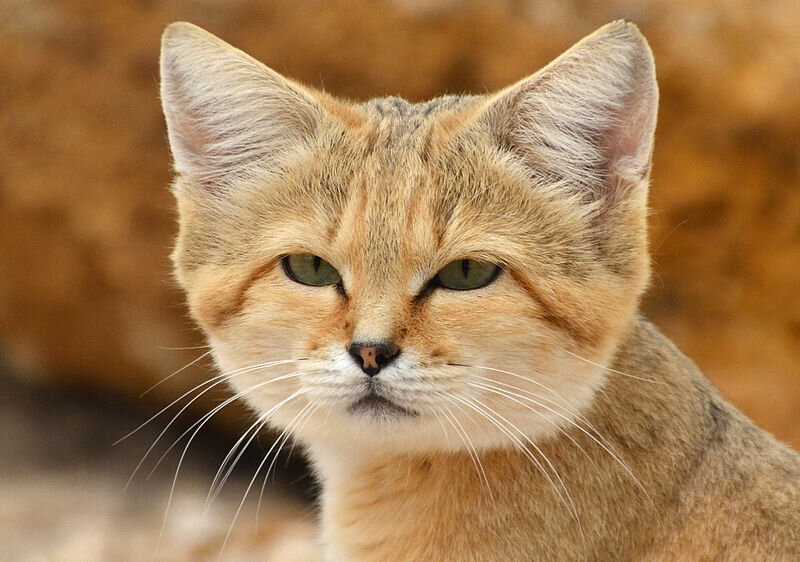 Песчаная кошка | CC BY-SA 4.0 https://clck.ru/XczVq
