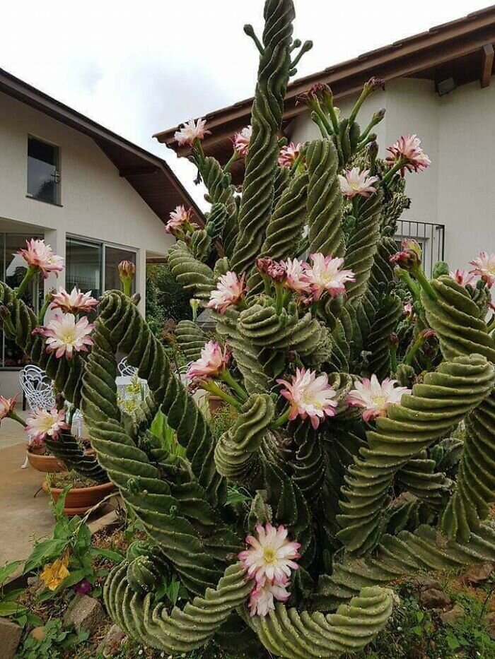 Источник: https://www.reddit.com/r/whatsthisplant/comments/fe1qa5/whats_this_curly_cactus