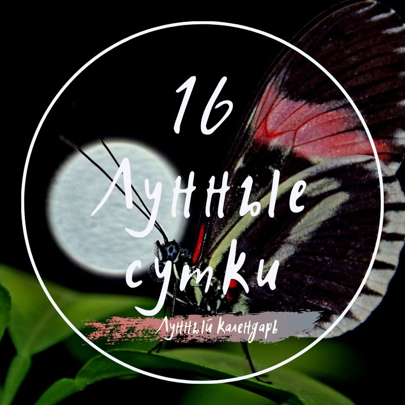 16-е лунные сутки с 16 апреля с 19,37 по  17 апреля по 20,45  Символ дня – умеренность, ярко перекликающийся с XIV Арканом карт Таро «Умеренность», призывающим нас сохранять спокойствие, чистоту помыслов, равновесие в эмоциях. Это чистый день – справедливости, очищения. Это день гармонии между физическим уровнем и духовным миром. Рекомендуется проводить уравновешивающие физические упражнения, например занятия йогой. В этот день необходимо сохранять спокойствие, не нарушать внутренний комфорт, не спорить и не ссориться, сохраняя эмоции на одном уровне.

Это период обольщения различными представителями организаций. Лучше не вступать ни в какие тайные организации, течения, так как в впоследствии вас могут ввести в заблуждение. В этот день хорошо заниматься дыхательной гимнастикой. Проводить работы по гармонизации внутреннего мира. Можно заниматься психологическими практиками, позволяющими видеть радость в мелочах.

Нарисуйте цветок, с пятью лепестками и в эти лепестки в течение дня записывайте каждую, приятную мелочь, которая с вами произойдёт от вкусного обеда с любимым блюдом, до случайной улыбки прохожего. Для сохранения ровного эмоционального уровня окуривайте помещение благовонием – лаванды. И хорошо прожигать фиолетовую свечу, для погружения в медитативное состояние и защиты своего эмоционального уровня.

Растущая #Луна в #Скорпионе
Что надеть⏬