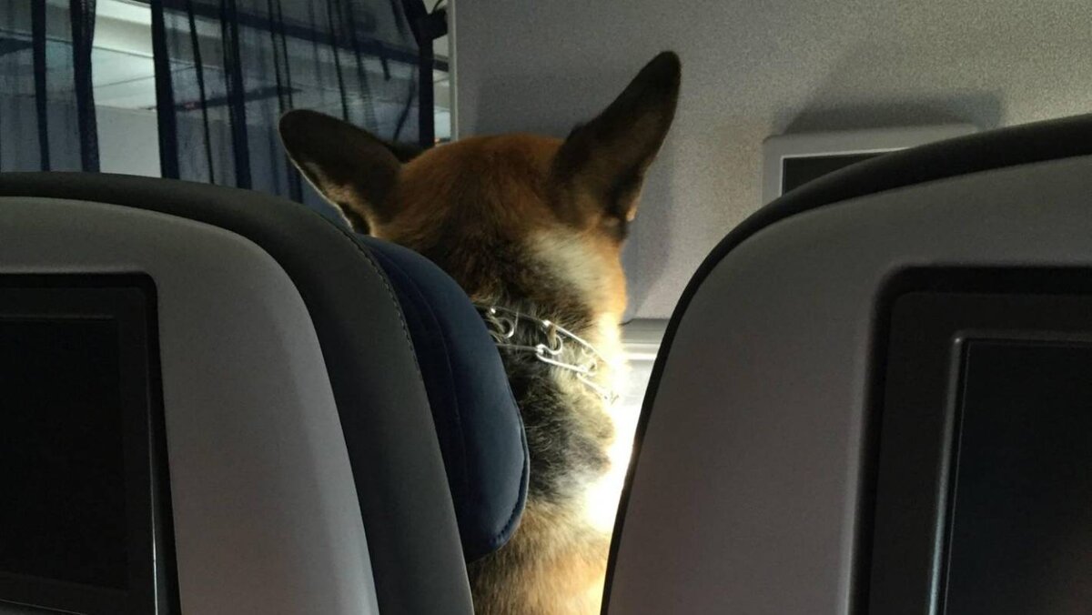 Источник https://www.stuff.co.nz/travel/news/75314361/photo-shows-german-shepherd-enjoying-flight