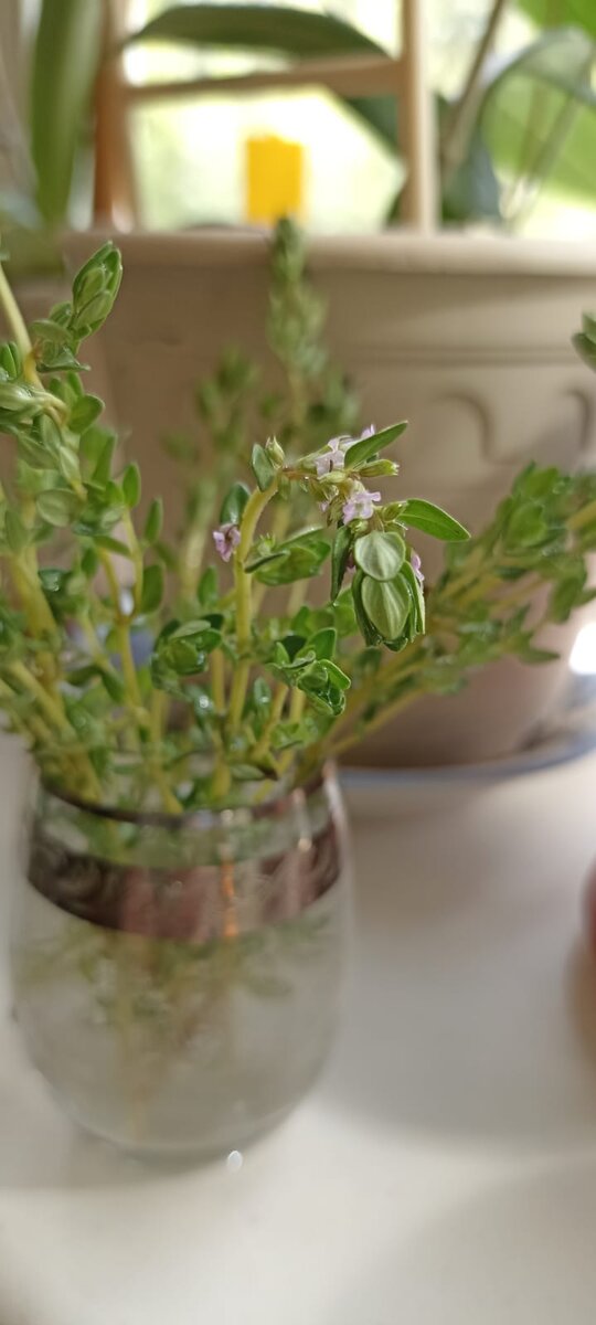 Тимьян лимонный