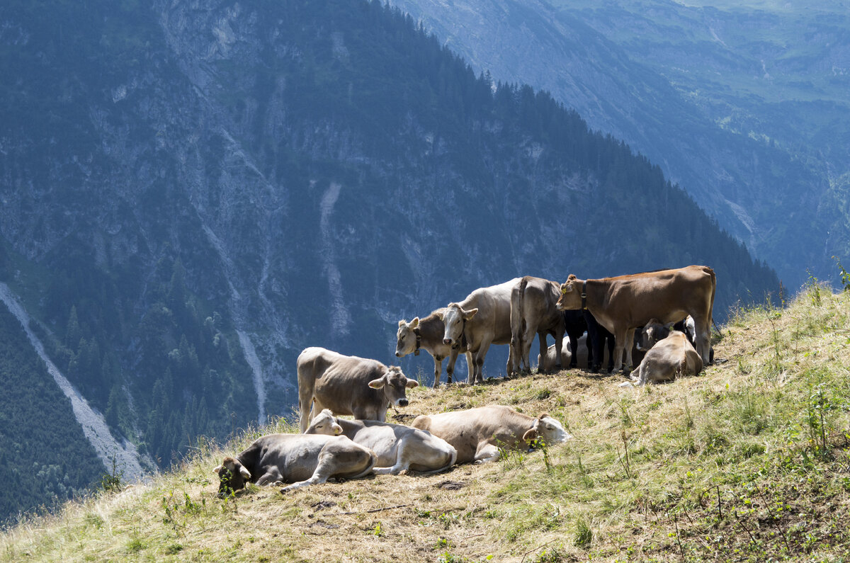 Корова valley. Альпы коровы Австрия. Крупнорогатый скот горный Алтай. Альпийские Луга Кавказа коровы. Высокогорные Альпийские Луга, стада.