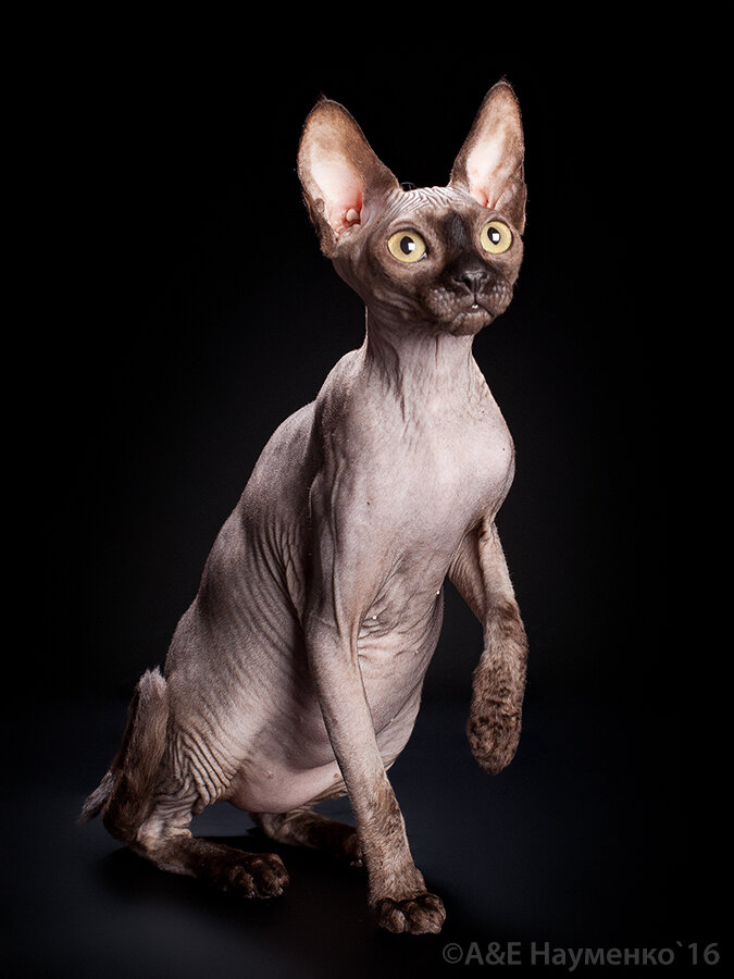 Сфинкс фото из интернета