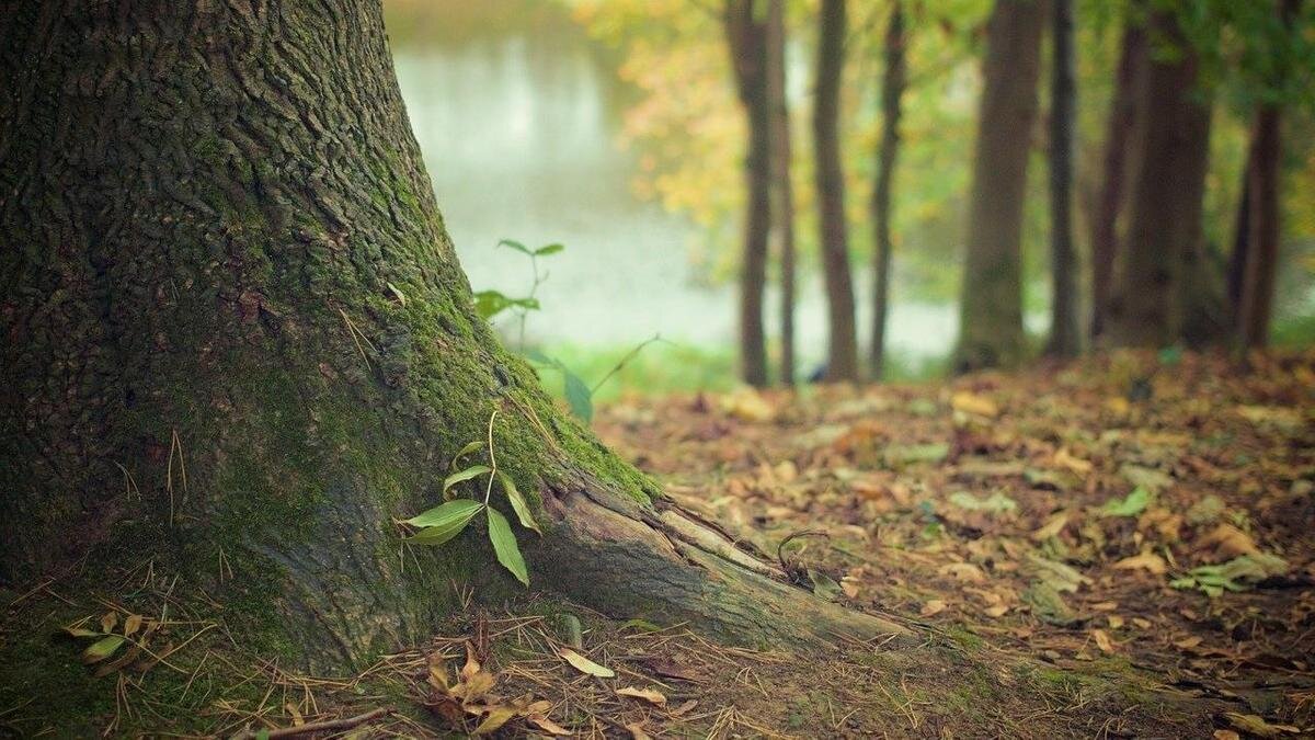    Деревья растут в лесу:pixabay.com