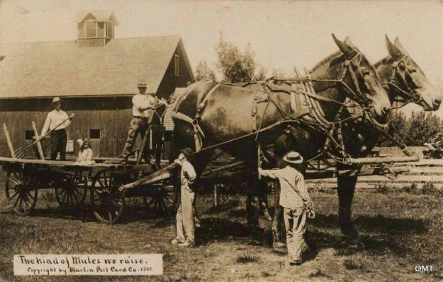 Вид мулов, которых мы вырастили. Авторское право Мартин Пост Сард Ко, 1909.