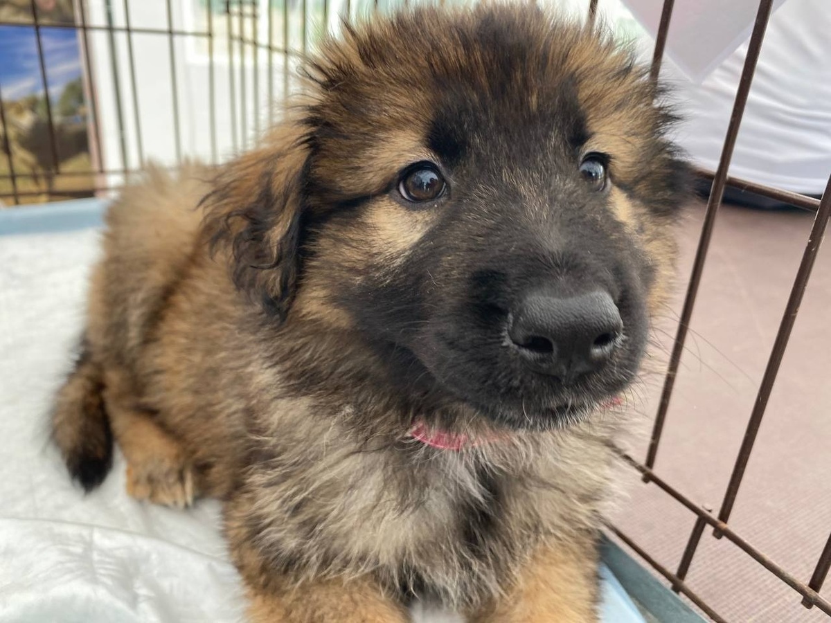    1 декабря стартует окружная акция «сНежный пес»