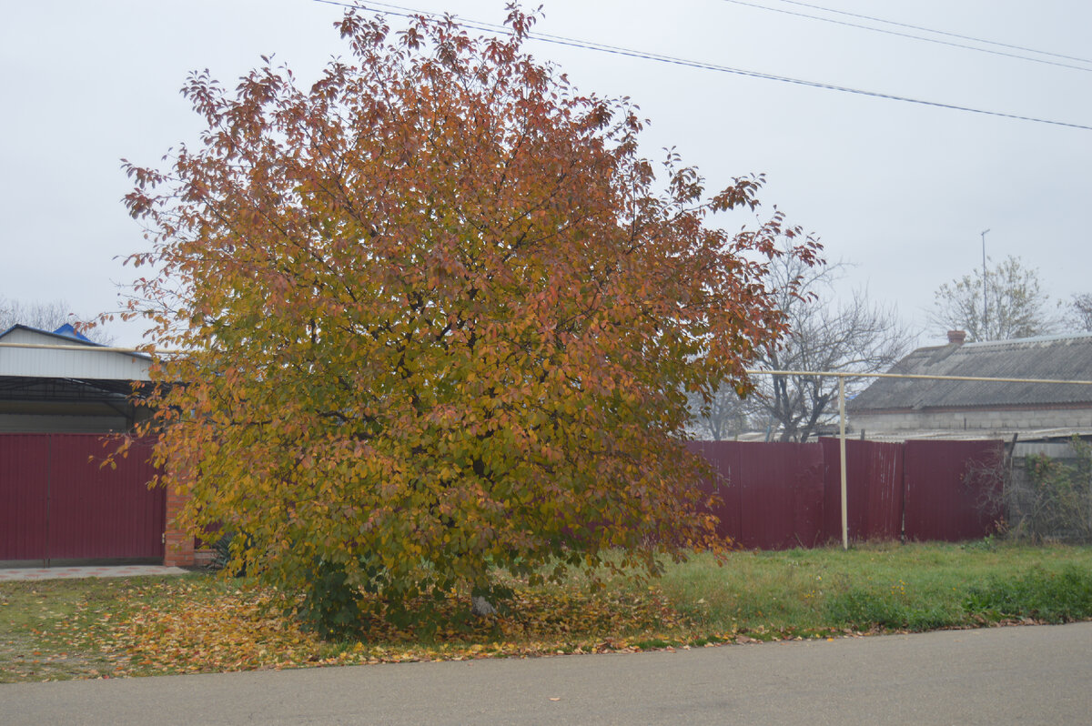 Фото автора.13.11.2022. Золотая осень Кубани. Вот и вишня покраснела, значит скоро зима.