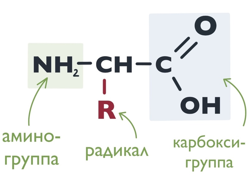 Biofamily биология