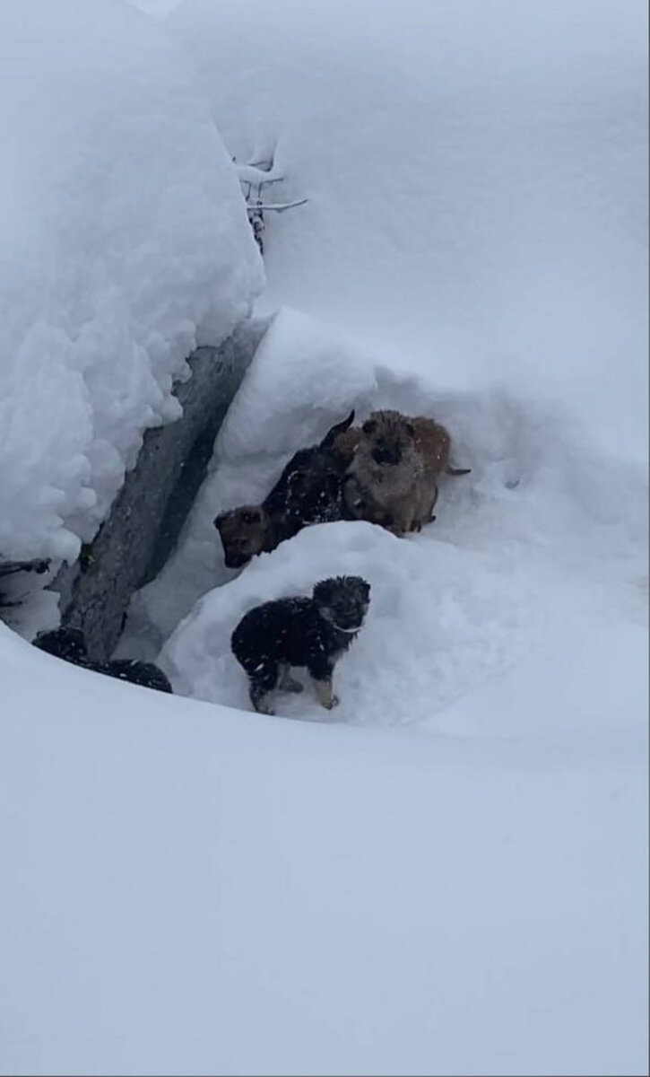    Спасение щенков на горнолыжном курорте Губаха telegram-канал «Мой город — Пермь»