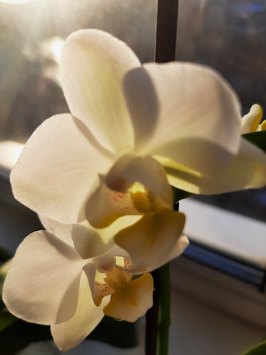 Часто болезнь появляется при неправильном, черезмерном поливе.