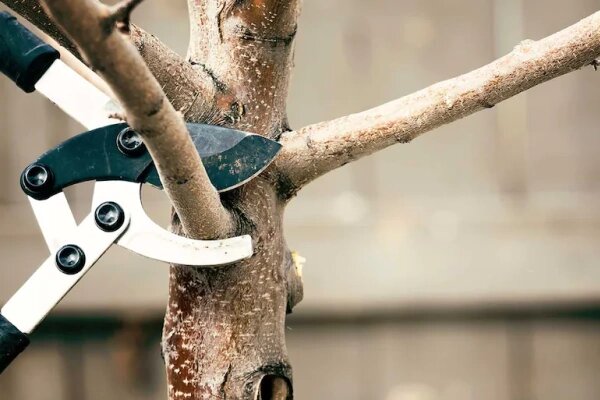 Как правильно утеплить персиковое дерево на зиму