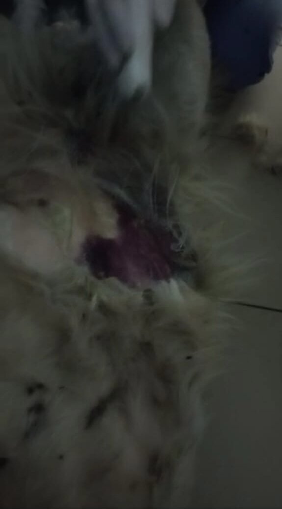 Гематома на пузике у Мили