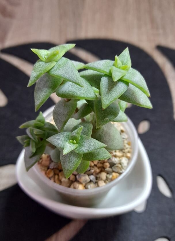 Crassula perforata - Крассула перфората