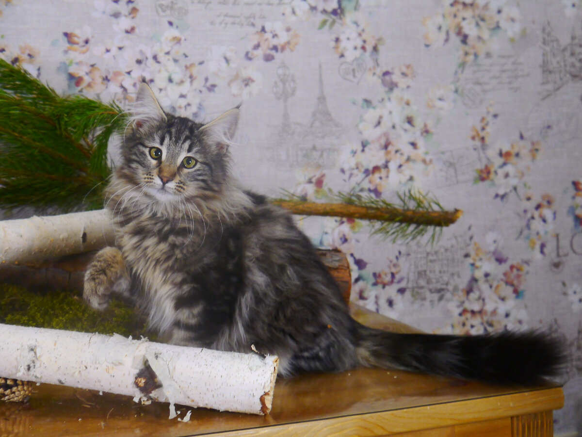 Норвежская лесная кошечка Гармония Harmony On Fashion Peak, fashionpeak.ru