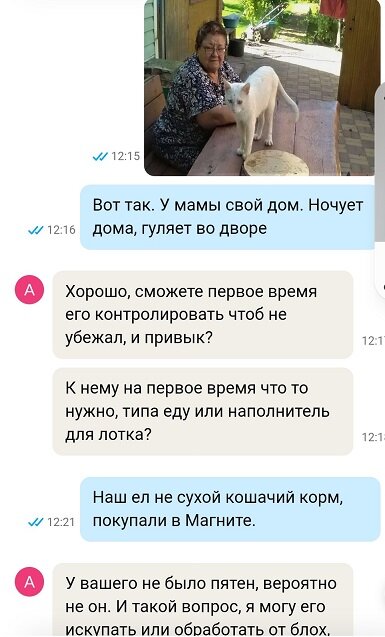 Переписка мужа с дарителем кота.