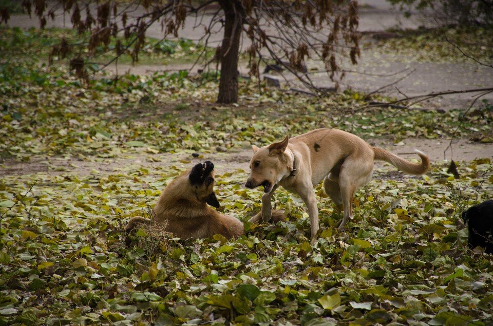     В Волгоградской области насчитывается более 22 тысяч бездомных собак Геннадий БИСЕНОВ