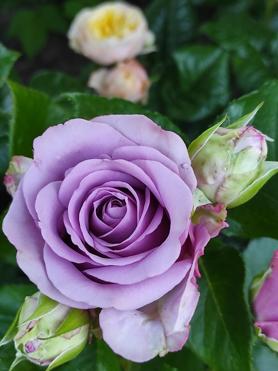 Оушен Сонг🌹 | Розарий🌹Ангелочек | Дзен