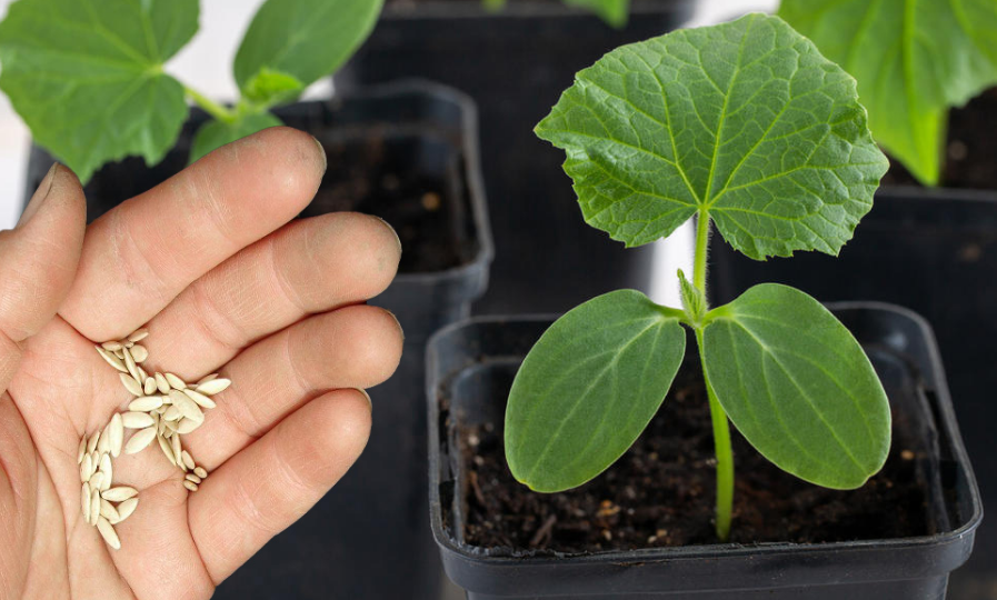 Фотография взята из источника lyubimaya.pro