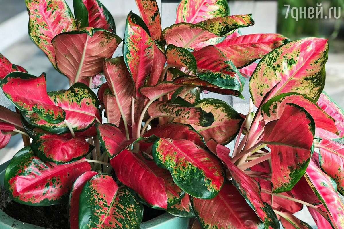    Аглаонема 123RF/legion-media.ru