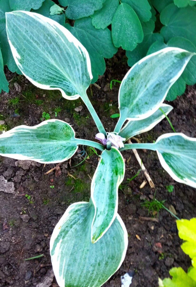 Первогодка