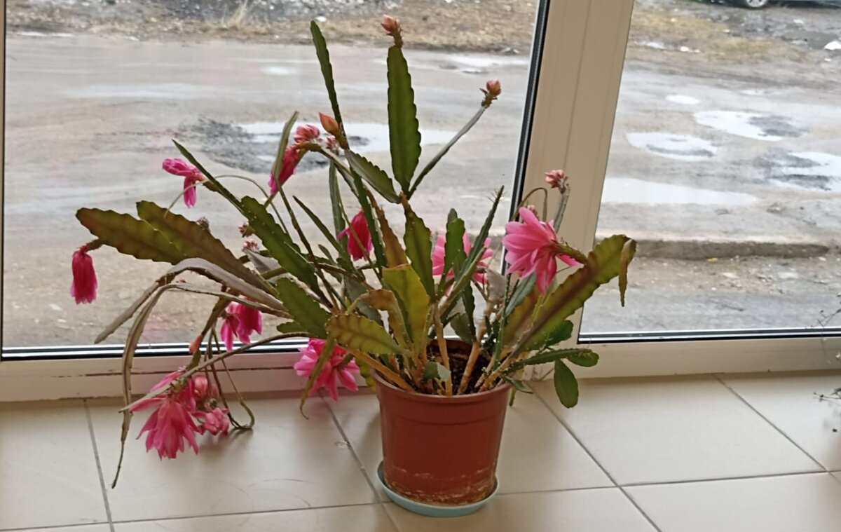 Этот эпифиллум не мой. Не могла не сфотографировать вчера в магазине. Но мои через пару недель будут так же буйно цвести.